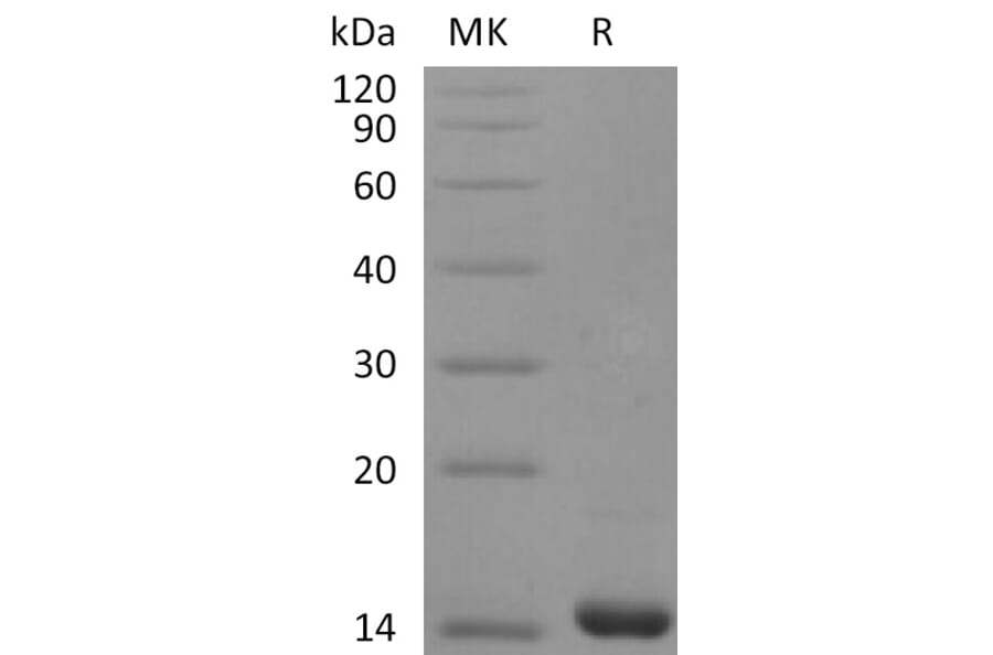SDS-PAGE - Recombinant Human FGF4 Protein (A317597) - Antibodies.com