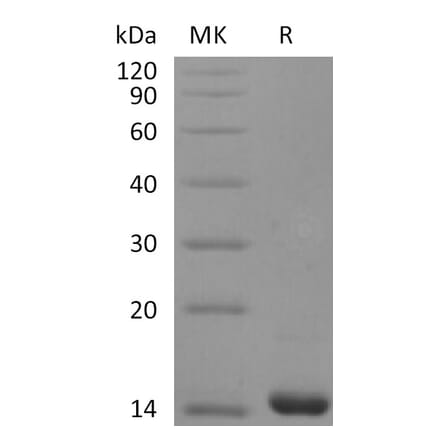 SDS-PAGE - Recombinant Human FGF4 Protein (A317597) - Antibodies.com