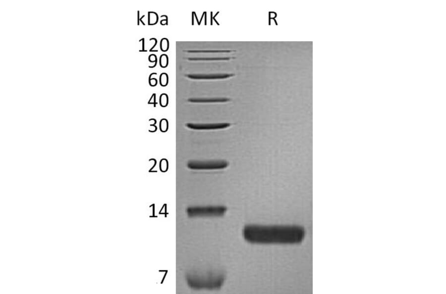 SDS-PAGE - Recombinant Human TARC/CCL17 Protein (6×His Tag) (A317598) - Antibodies.com