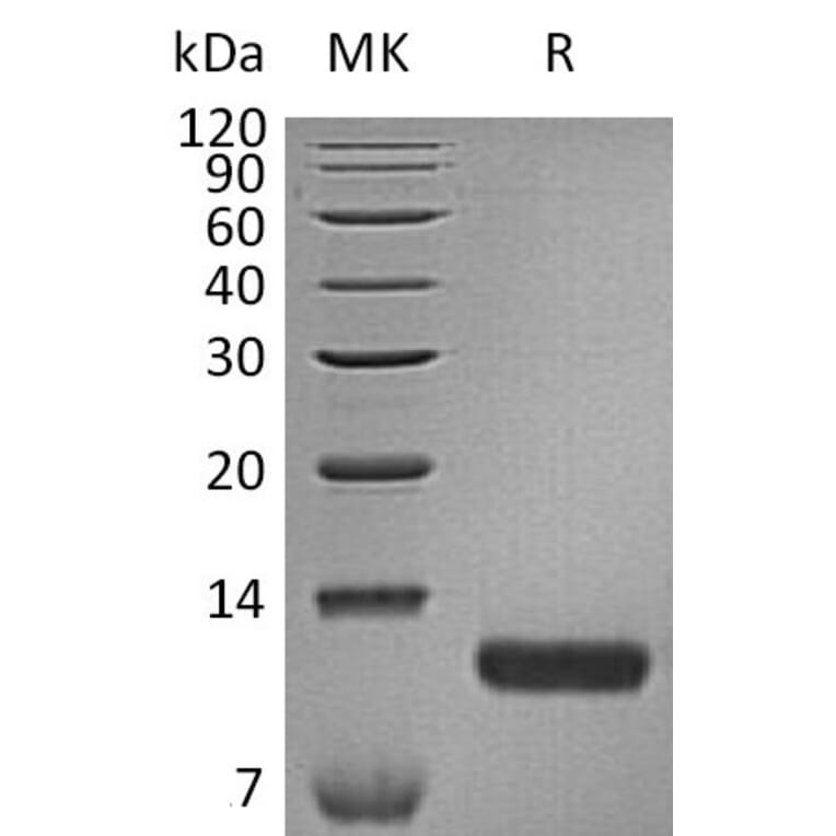 SDS-PAGE - Recombinant Human TARC/CCL17 Protein (6×His Tag) (A317598) - Antibodies.com