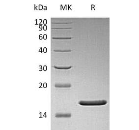 SDS-PAGE - Recombinant Human FGF2 Protein (mutated Q65I + C96S + N111G). (A317602) - Antibodies.com