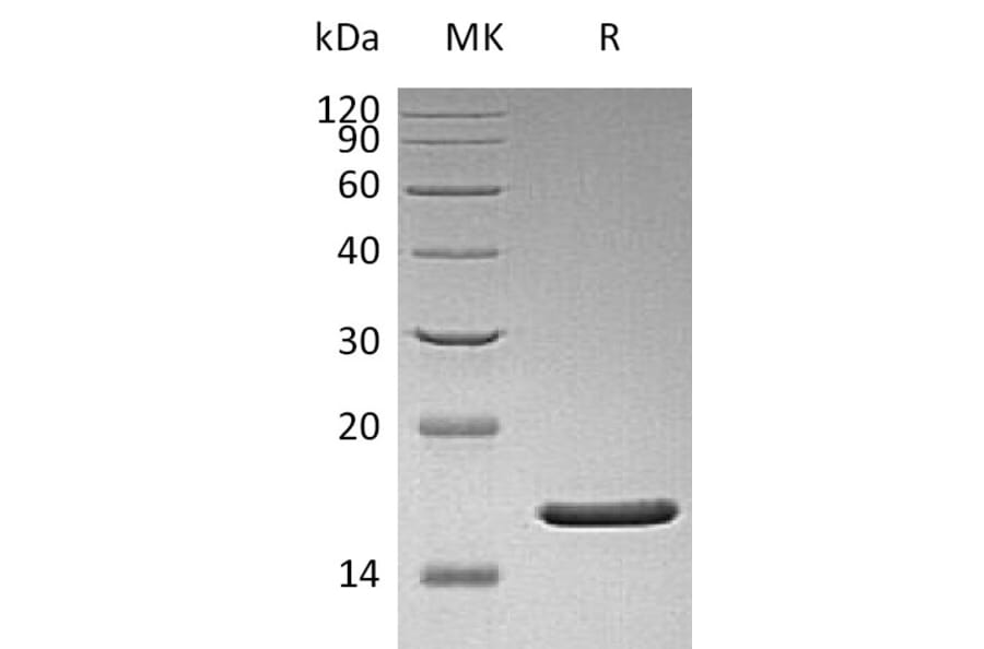 SDS-PAGE - Recombinant Human FGF2 Protein (mutated Q65I + C96S + N111G). (A317602) - Antibodies.com