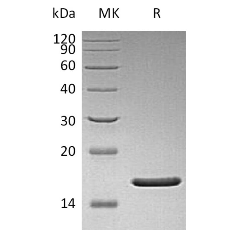 SDS-PAGE - Recombinant Human FGF2 Protein (mutated Q65I + C96S + N111G). (A317602) - Antibodies.com