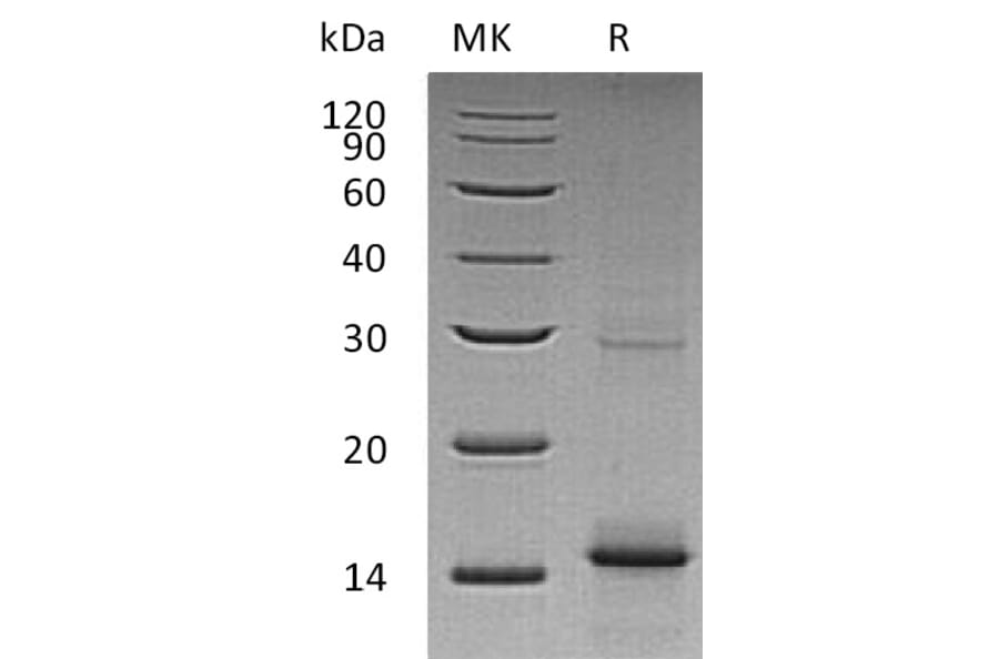 SDS-PAGE - Recombinant Human GDF 5 Protein (A317603) - Antibodies.com