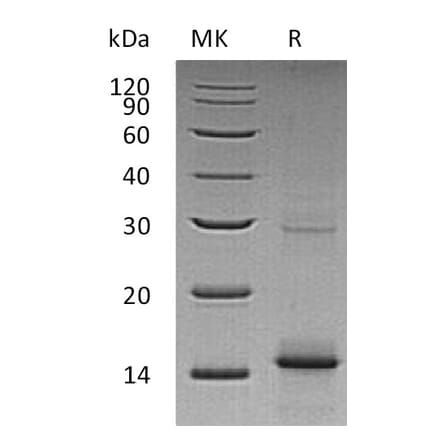 SDS-PAGE - Recombinant Human GDF 5 Protein (A317603) - Antibodies.com