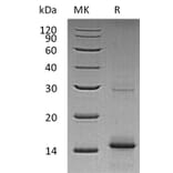 SDS-PAGE - Recombinant Human GDF 5 Protein (A317603) - Antibodies.com