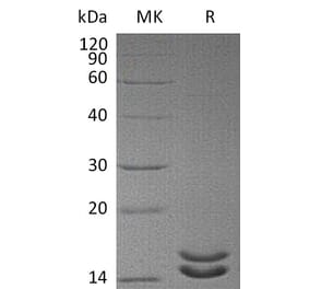 SDS-PAGE - Recombinant Human IL-2 Protein (mutated L100F + R101D + L105V + I106V + I112F) (6×His Tag) (A317605) - Antibodies.com