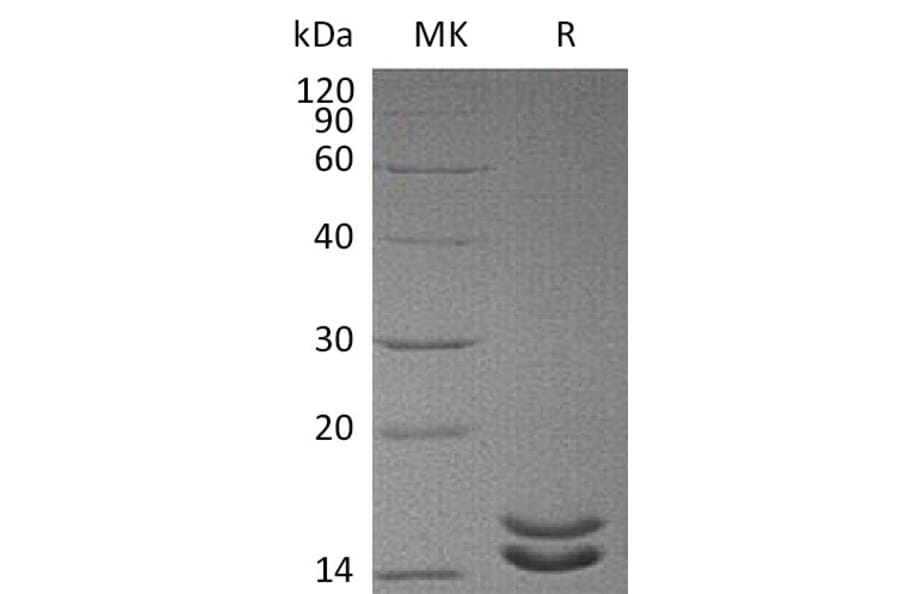 SDS-PAGE - Recombinant Human IL-2 Protein (mutated L100F + R101D + L105V + I106V + I112F) (6×His Tag) (A317605) - Antibodies.com