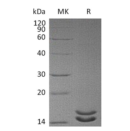 SDS-PAGE - Recombinant Human IL-2 Protein (mutated L100F + R101D + L105V + I106V + I112F) (6×His Tag) (A317605) - Antibodies.com