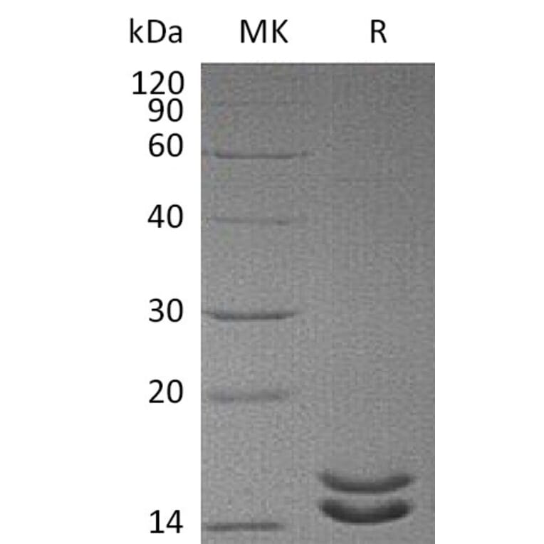SDS-PAGE - Recombinant Human IL-2 Protein (mutated L100F + R101D + L105V + I106V + I112F) (6×His Tag) (A317605) - Antibodies.com