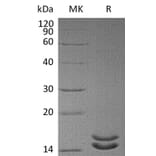 SDS-PAGE - Recombinant Human IL-2 Protein (mutated L100F + R101D + L105V + I106V + I112F) (6×His Tag) (A317605) - Antibodies.com