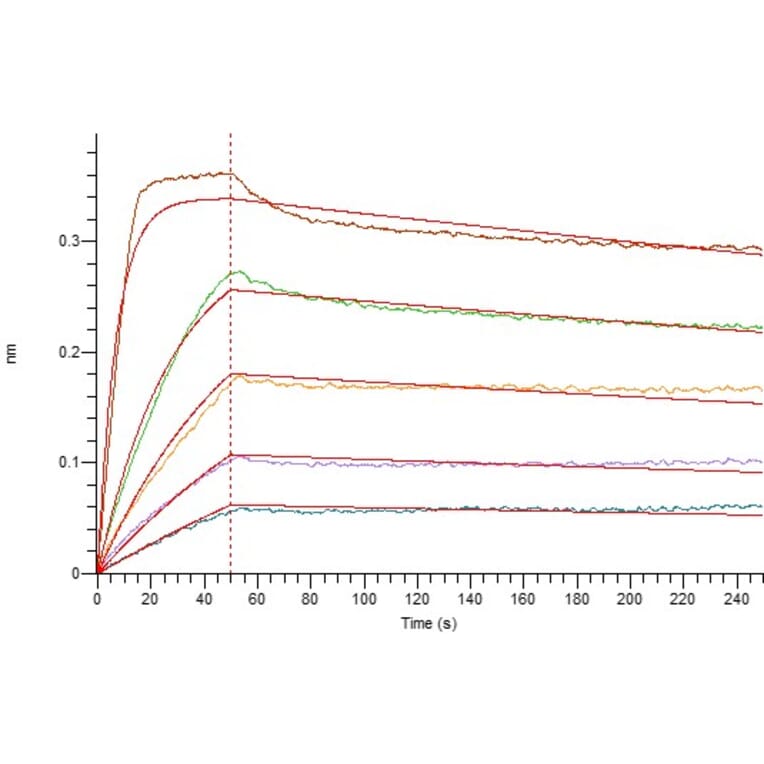 BLI Assay - Recombinant Human IL-2 Protein (mutated L100F + R101D + L105V + I106V + I112F) (6×His Tag) (A317605) - Antibodies.com