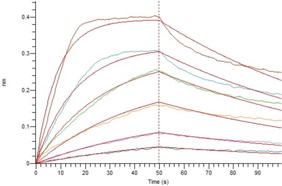 BLI Assay - Recombinant Human IL-2 Protein (mutated L100F + R101D + L105V + I106V + I112F) (6×His Tag) (A317605) - Antibodies.com