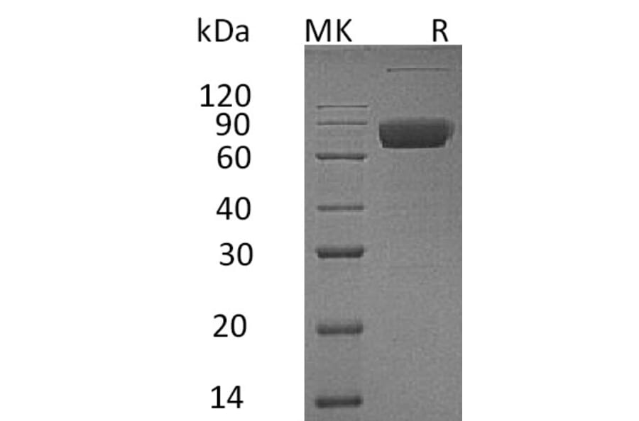 SDS-PAGE - Recombinant Human IL-10RB/IL-10R2 Protein (Fc Tag) (A317608) - Antibodies.com