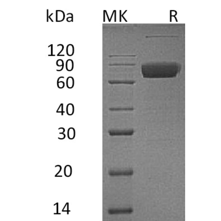 SDS-PAGE - Recombinant Human IL-10RB/IL-10R2 Protein (Fc Tag) (A317608) - Antibodies.com
