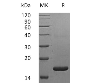 SDS-PAGE - Recombinant Human Interferon alpha 2a Protein (A317609) - Antibodies.com