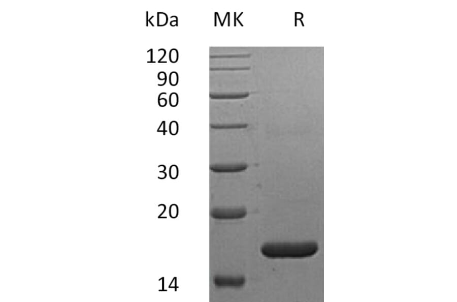 SDS-PAGE - Recombinant Human Interferon alpha 2a Protein (A317609) - Antibodies.com
