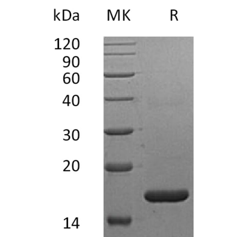 SDS-PAGE - Recombinant Human Interferon alpha 2a Protein (A317609) - Antibodies.com