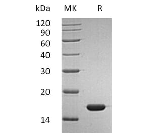 SDS-PAGE - Recombinant Human Interferon alpha 2b Protein (mutated K46R) (A317610) - Antibodies.com