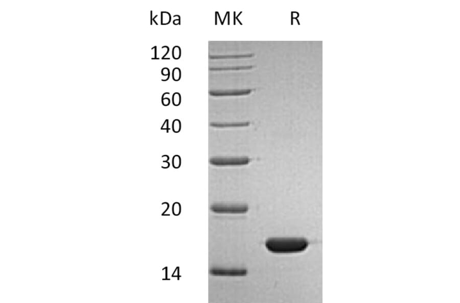 SDS-PAGE - Recombinant Human Interferon alpha 2b Protein (mutated K46R) (A317610) - Antibodies.com