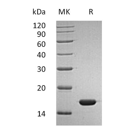 SDS-PAGE - Recombinant Human Interferon alpha 2b Protein (mutated K46R) (A317610) - Antibodies.com