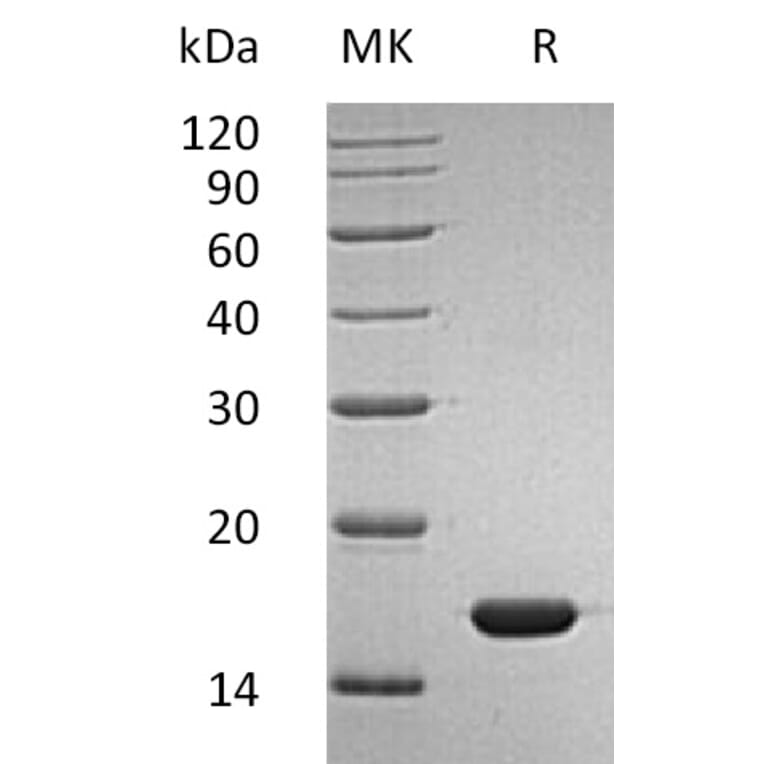SDS-PAGE - Recombinant Human Interferon alpha 2b Protein (mutated K46R) (A317610) - Antibodies.com