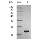 SDS-PAGE - Recombinant Human Interferon alpha 2b Protein (mutated K46R) (A317610) - Antibodies.com