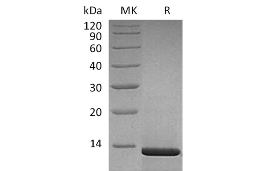 SDS-PAGE - Recombinant Human beta Nerve Growth Factor Protein (A317612) - Antibodies.com