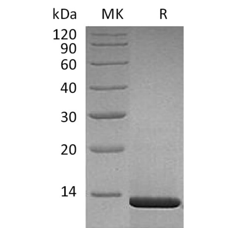 SDS-PAGE - Recombinant Human beta Nerve Growth Factor Protein (A317612) - Antibodies.com