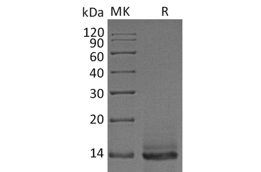 SDS-PAGE - Recombinant Human/Mouse/Rat Myostatin Protein (A317613) - Antibodies.com