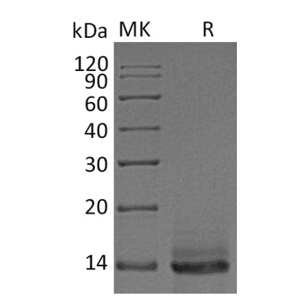 SDS-PAGE - Recombinant Human/Mouse/Rat Myostatin Protein (A317613) - Antibodies.com