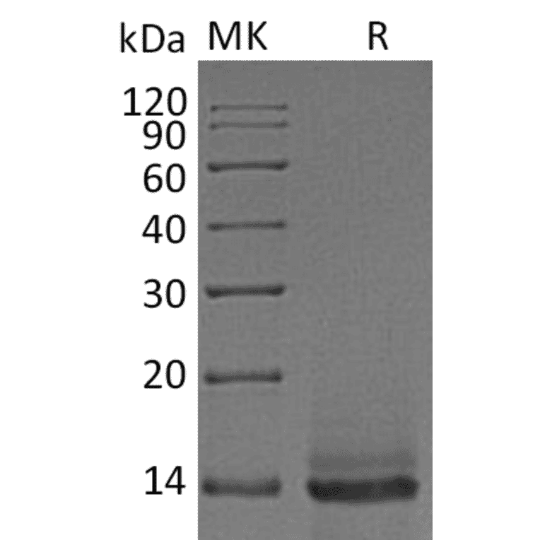 SDS-PAGE - Recombinant Human/Mouse/Rat Myostatin Protein (A317613) - Antibodies.com