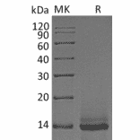 SDS-PAGE - Recombinant Human/Mouse/Rat Myostatin Protein (A317613) - Antibodies.com