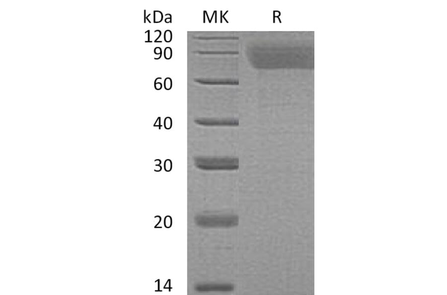 SDS-PAGE - Recombinant Human Thrombopoietin Protein (6×His Tag) (A317619) - Antibodies.com