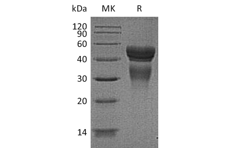 SDS-PAGE - Recombinant Human IL-12 Protein (A317620) - Antibodies.com