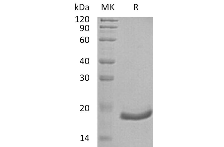 SDS-PAGE - Recombinant Human Interferon alpha 6 Protein (6×His Tag) (A317622) - Antibodies.com