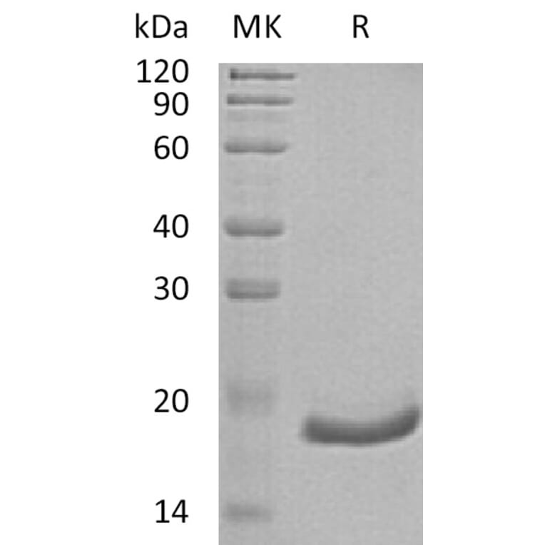 SDS-PAGE - Recombinant Human Interferon alpha 6 Protein (6×His Tag) (A317622) - Antibodies.com