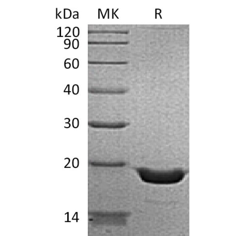 SDS-PAGE - Recombinant Human TNF alpha Protein (6×His Tag) (A317623) - Antibodies.com