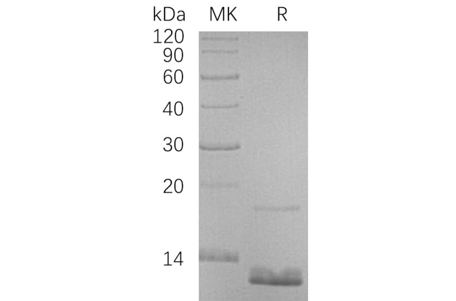 SDS-PAGE - Recombinant Human CCL18 Protein (6×His Tag) (A317624) - Antibodies.com