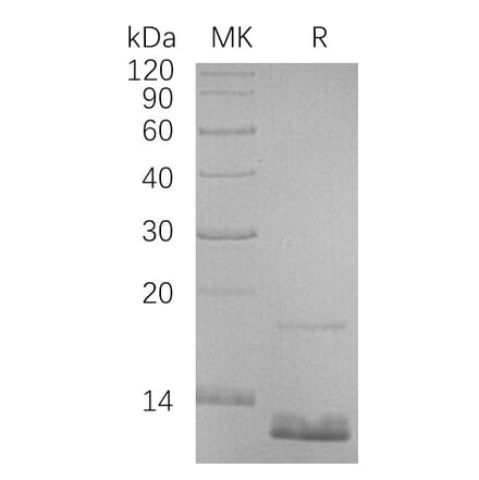 SDS-PAGE - Recombinant Human CCL18 Protein (6×His Tag) (A317624) - Antibodies.com