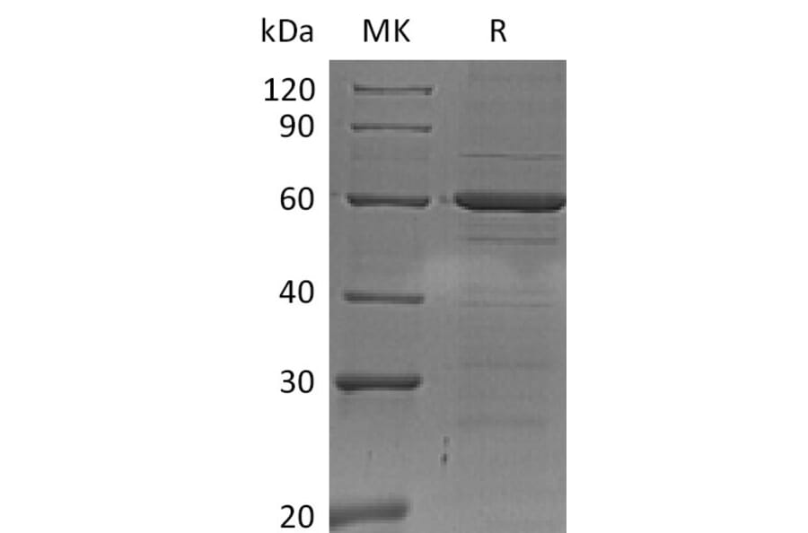 SDS-PAGE - Recombinant Human IRF5 Protein (6×His Tag) (A317625) - Antibodies.com