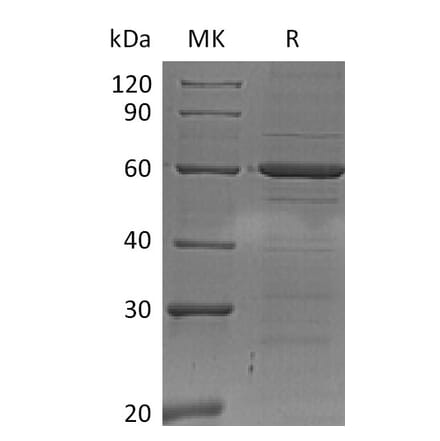 SDS-PAGE - Recombinant Human IRF5 Protein (6×His Tag) (A317625) - Antibodies.com
