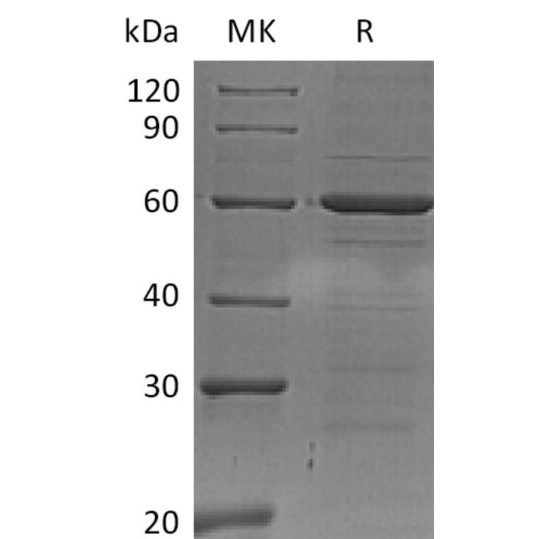SDS-PAGE - Recombinant Human IRF5 Protein (6×His Tag) (A317625) - Antibodies.com