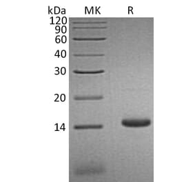 SDS-PAGE - Recombinant Human CCL3L1 Protein (6×His Tag) (A317626) - Antibodies.com