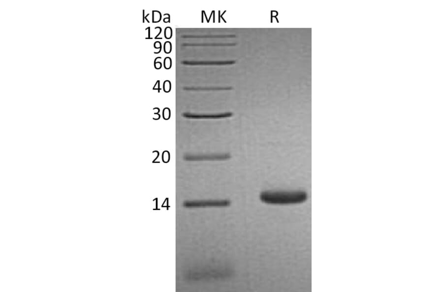 SDS-PAGE - Recombinant Human CCL3L1 Protein (6×His Tag) (A317626) - Antibodies.com