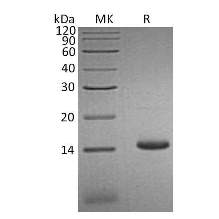 SDS-PAGE - Recombinant Human CCL3L1 Protein (6×His Tag) (A317626) - Antibodies.com