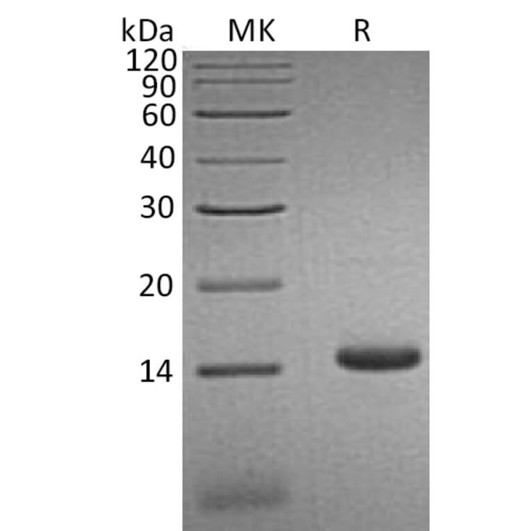 SDS-PAGE - Recombinant Human CCL3L1 Protein (6×His Tag) (A317626) - Antibodies.com