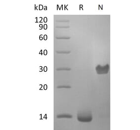 SDS-PAGE - Recombinant Human PDGF B Protein (A317627) - Antibodies.com