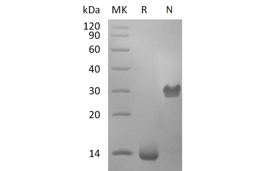 SDS-PAGE - Recombinant Human PDGF B Protein (A317627) - Antibodies.com