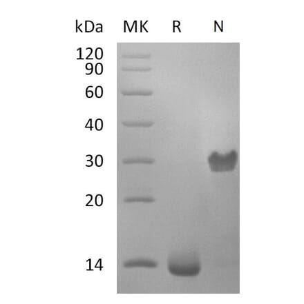 SDS-PAGE - Recombinant Human PDGF B Protein (A317627) - Antibodies.com